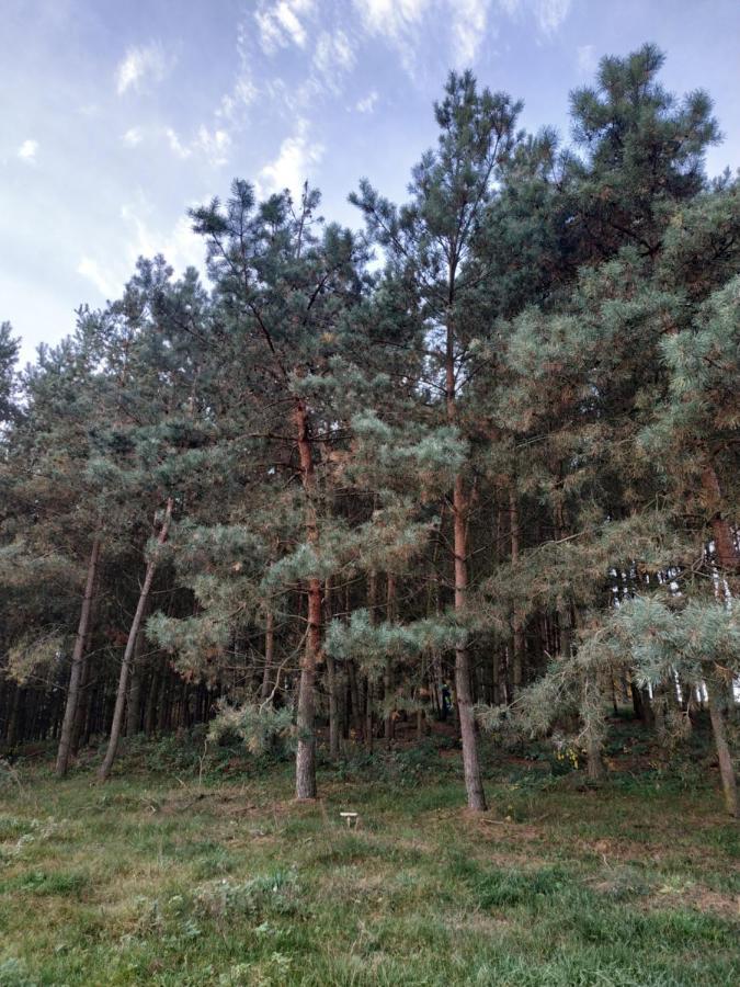 Domki Nad Jeziorem - Zalesie 7D Zalesie (Olsztyn) ภายนอก รูปภาพ
